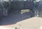 2024 Hyundai Palisade SEL 8P